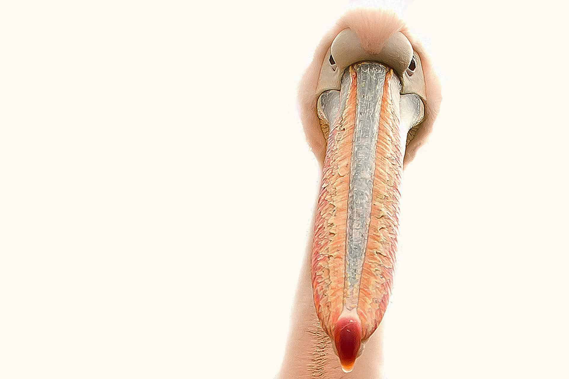Pelican Beak | Evolution, Adaptations, Structure, Functions & Complete Interesting Facts