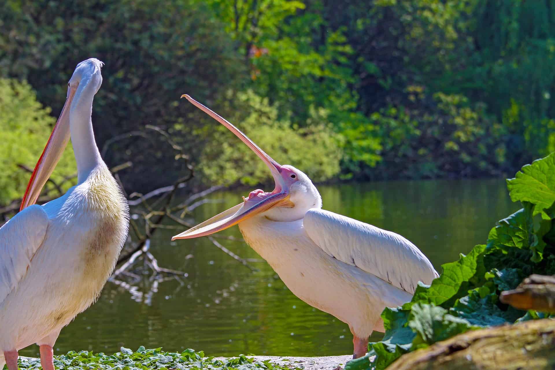 Are Pelicans Vocal? What Sound Does A Pelican Make?