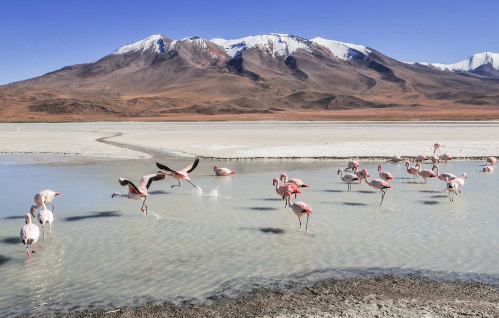 can flamingos live in cold weather