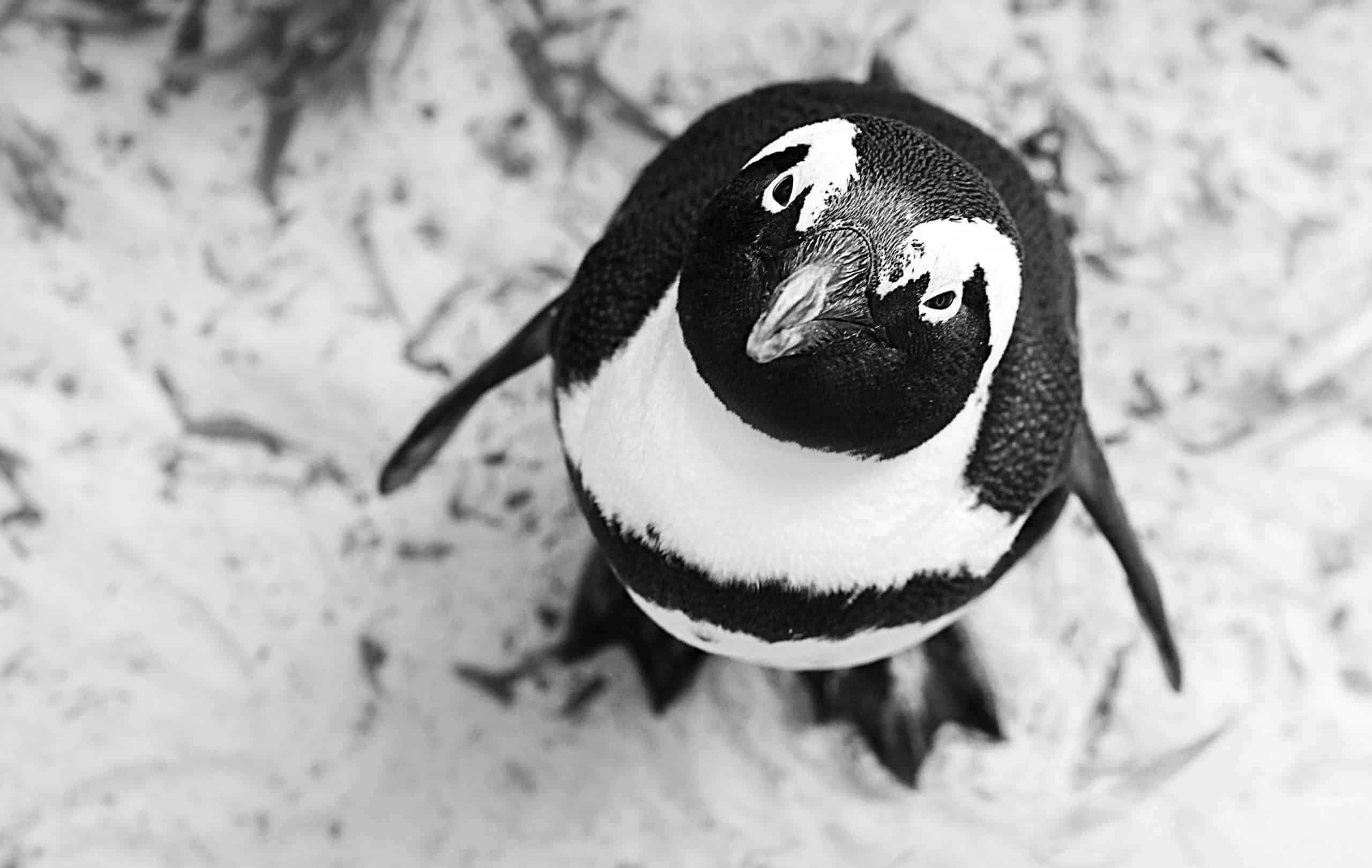 Can Penguins Be Gay Or Lesbian? Do They Mate With Same Sex?