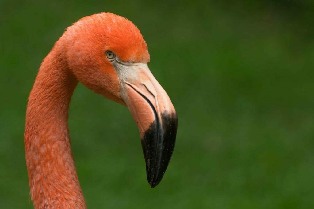 what bird looks like a flamingo
