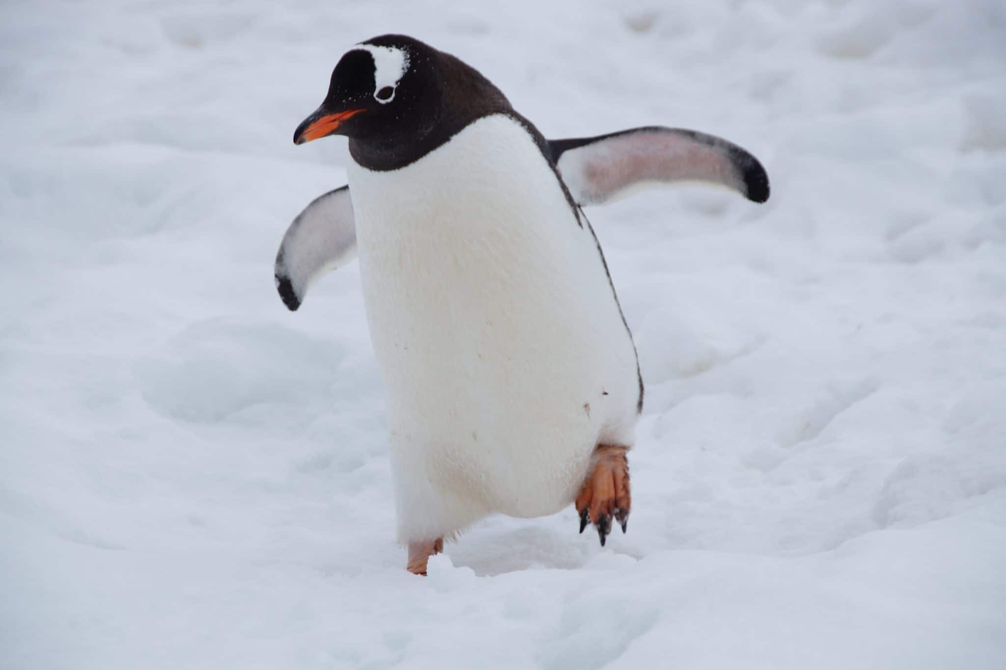 What Makes A Penguin A Bird? Is A Penguin A Bird? Really What Makes A Penguin A Bird? Is A Penguin A Bird? Really