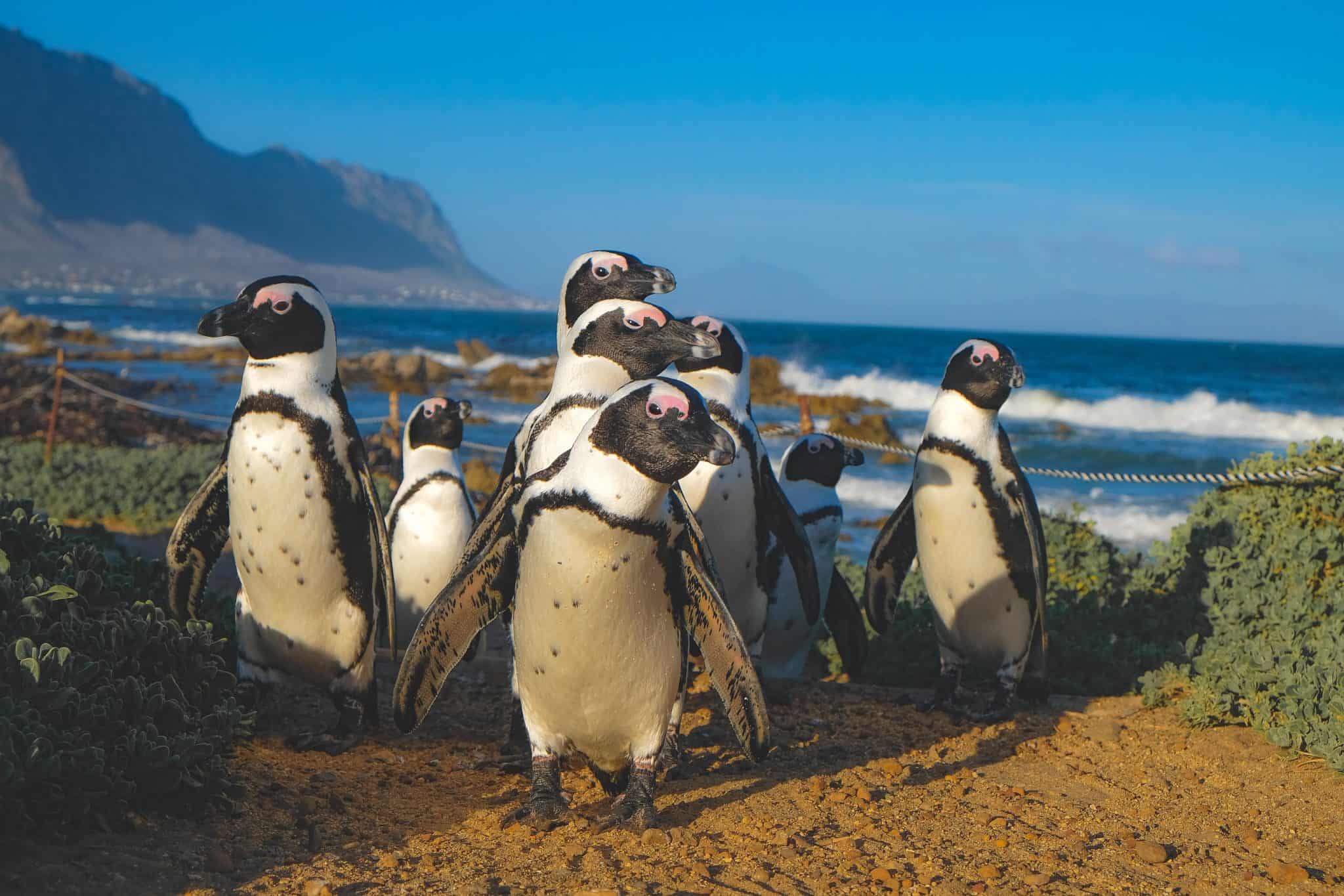 Why do penguins waddle or wobble how do penguins walk backtobirds