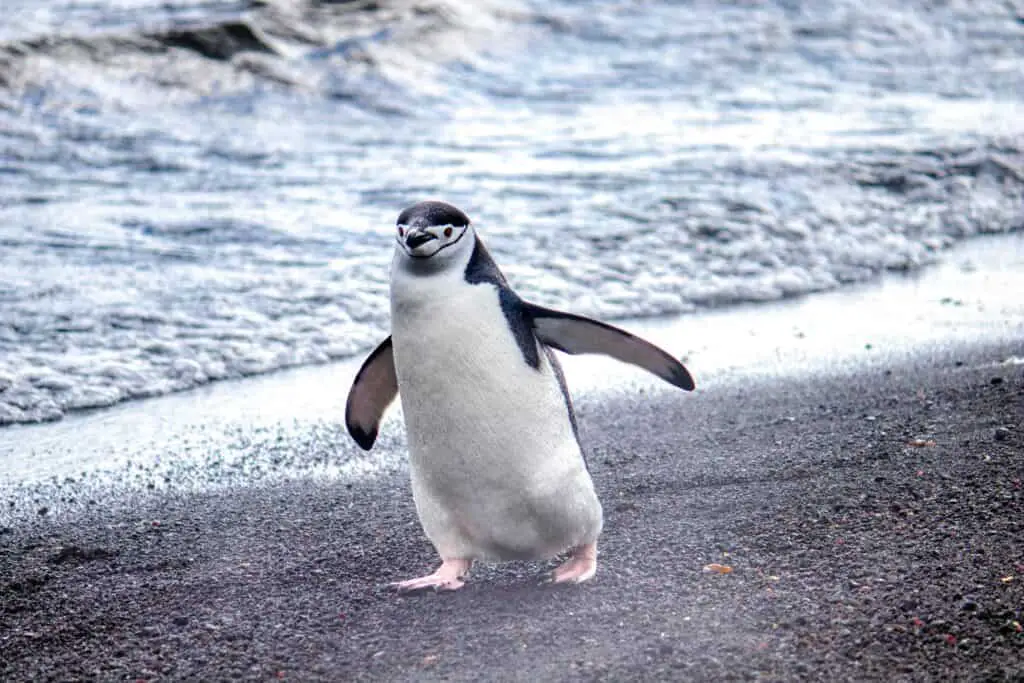 Do penguins have knees