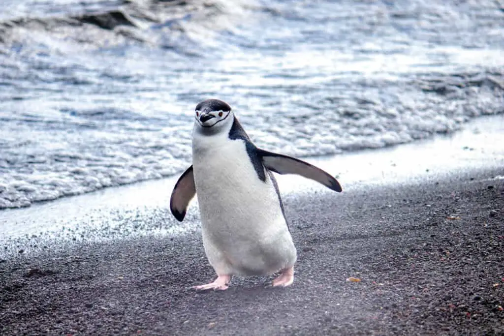 Do Penguins Have Knees, Legs, And Feet? What Do They Use Them For?