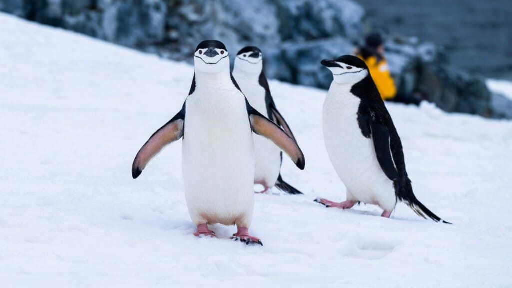 do penguins have blubber