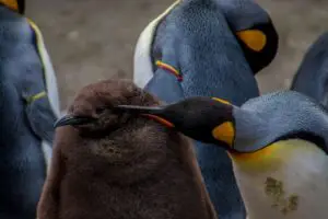 do penguins stink