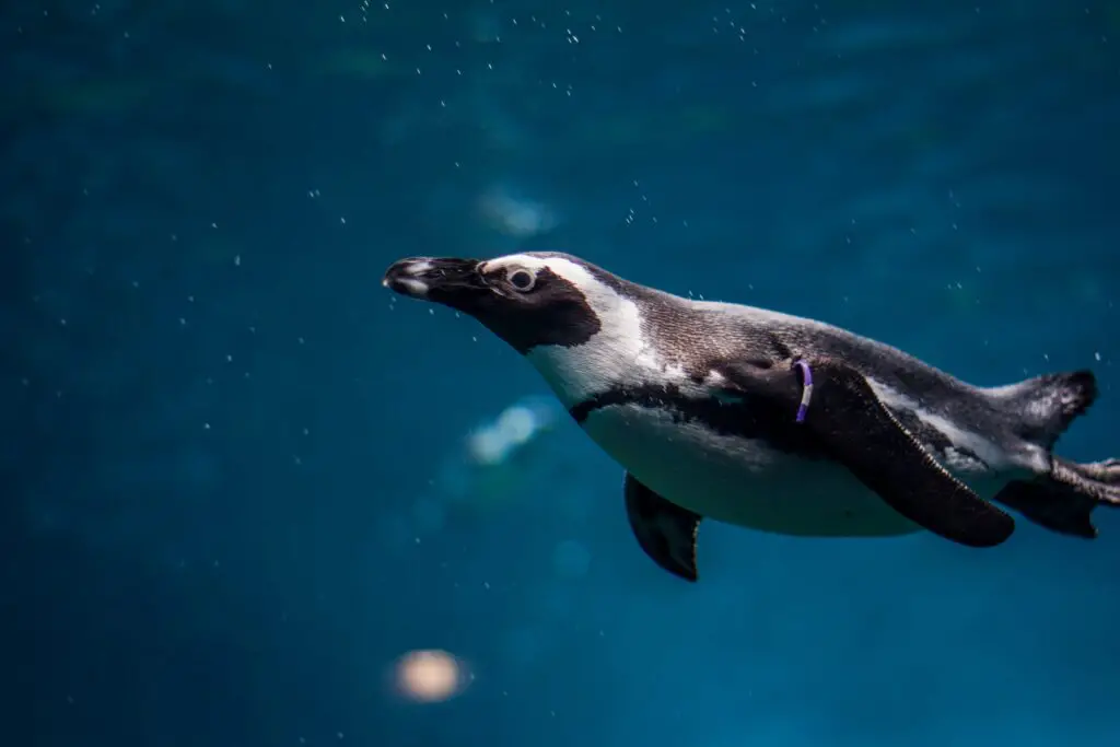 how deep can penguins dive