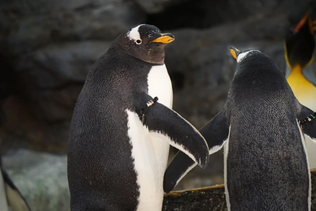 How Much Does A Penguin Cost? Can You Legally Own A Penguin?