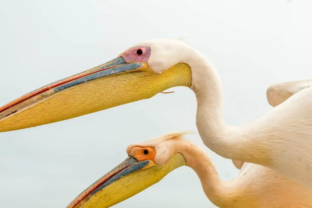 Where do pelicans live