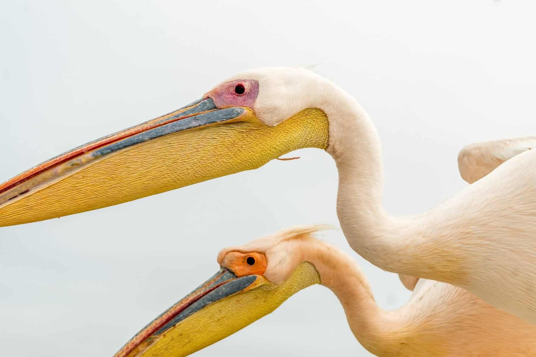 Where Do Pelicans Live? (Pelican Habitat And Nesting Habits):