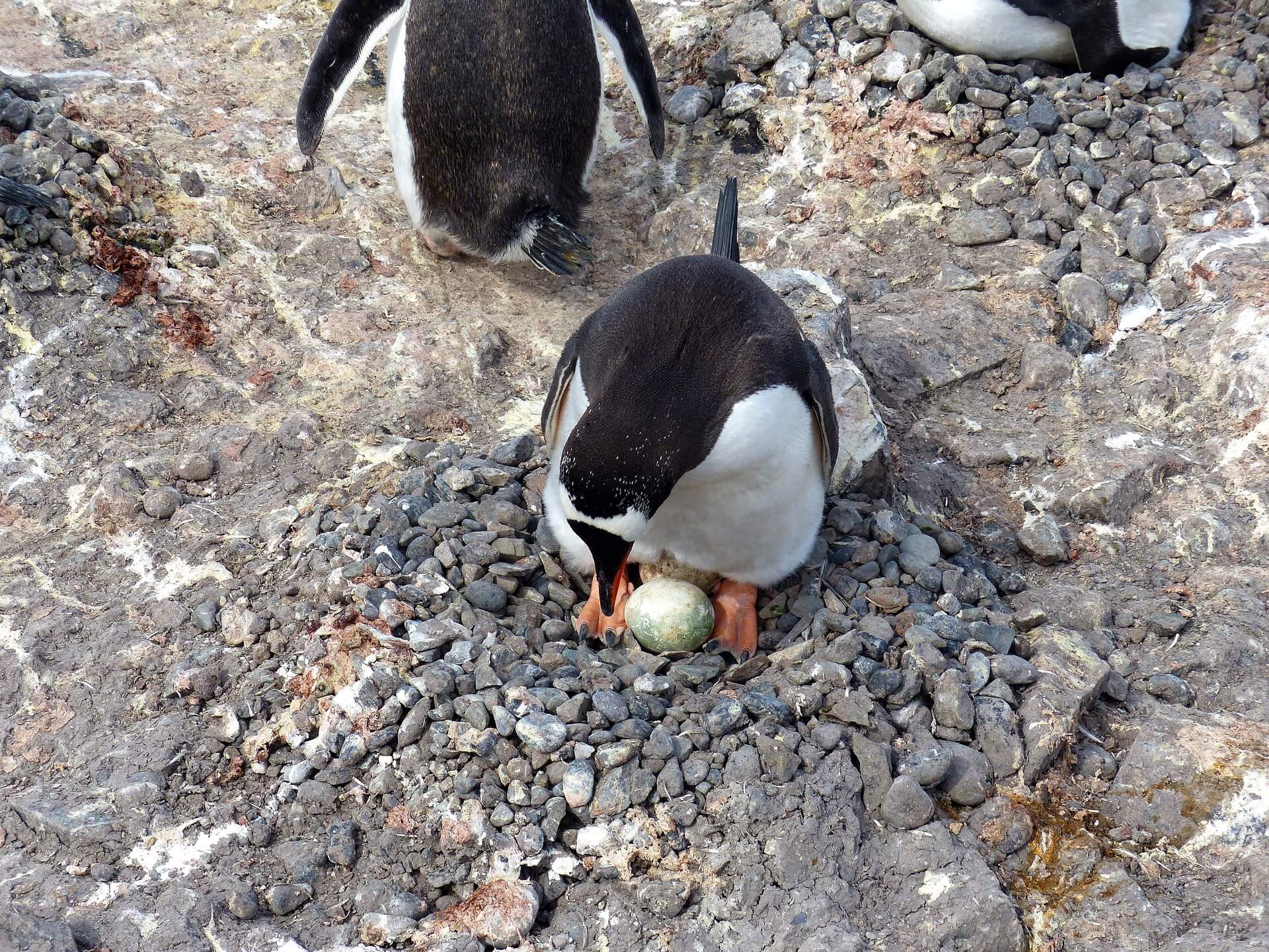 do penguins lay eggs