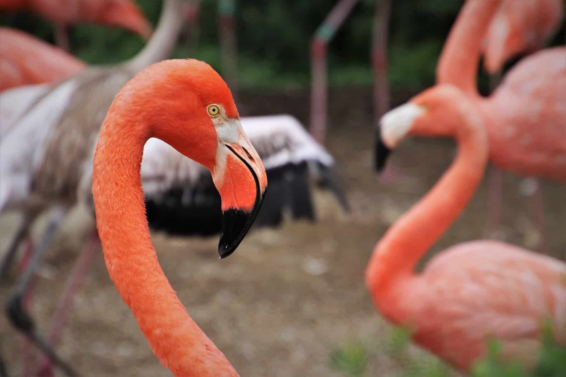 flamingo vs ostrich vs emu