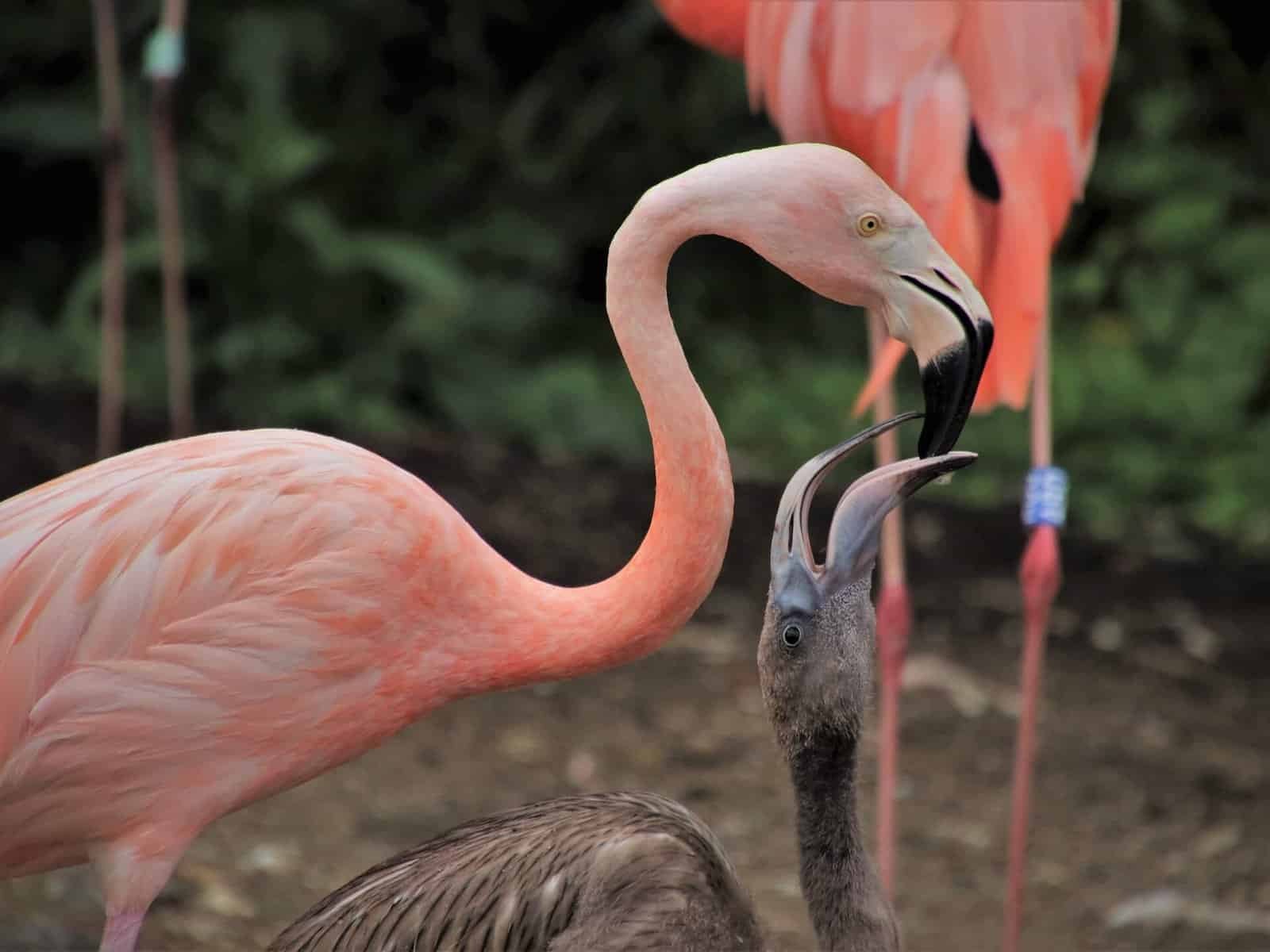 what does a baby flamingo look like